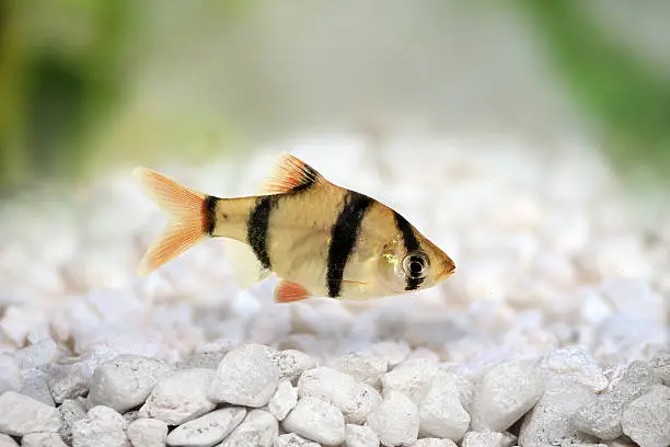 Photo of Tiger barb or Sumatra barb Puntius tetrazona tropical aquarium fish