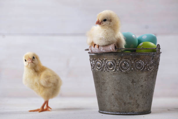 istock Easter bucket with eggs and chickens on it 507840910
