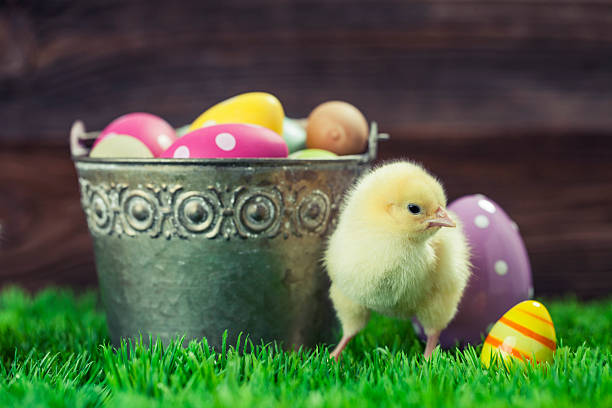 istock Bucket full of easter eggs and chicken 507841292
