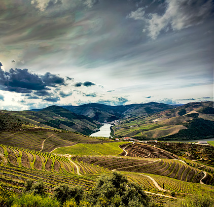 Douro river vineyards fields, Alto Douro, Portugal