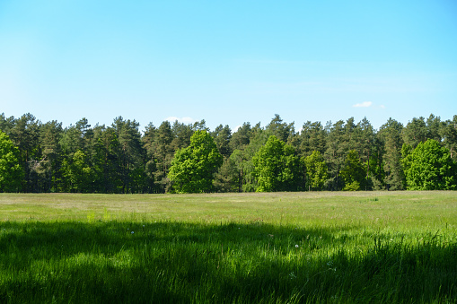 Treeline behind a summer field.