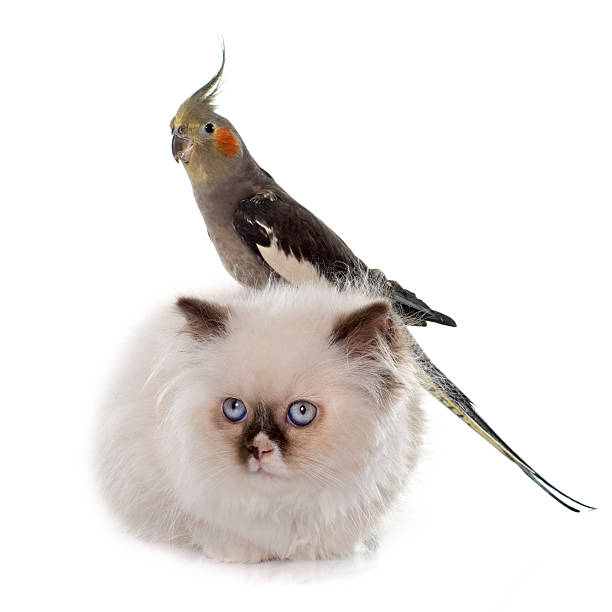 istock british longhair kitten and cockatiel 507843062