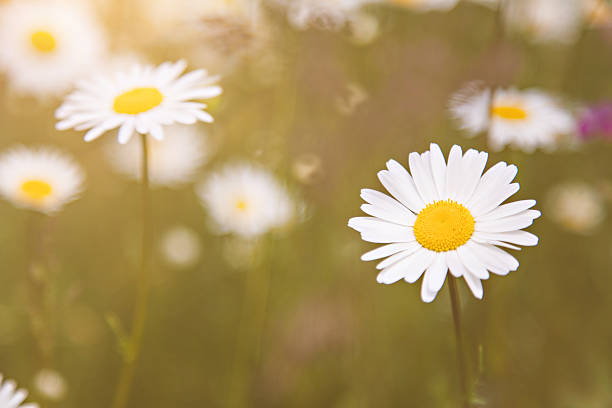 istock Sunny field of daisy flowers 507843174
