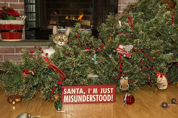 Photo of Cat Destroys Christmas