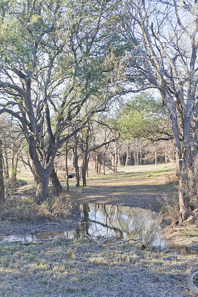 istock Brushy Creek Regional Trail 507845178