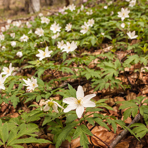 istock white wood anemone flowers 507845808