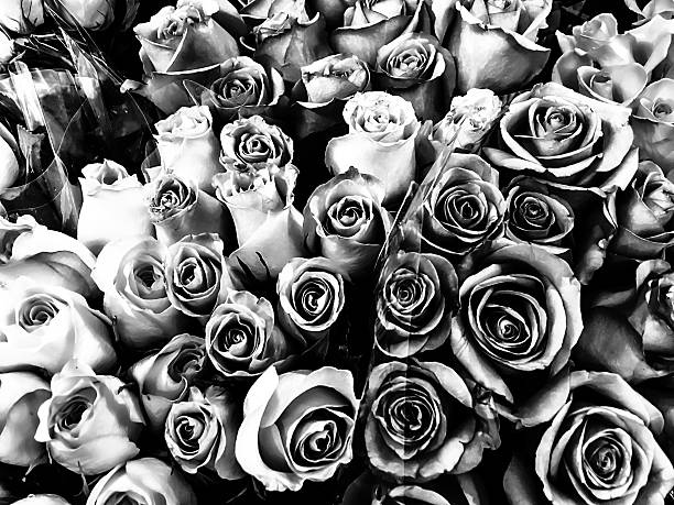 istock roses in black and white 507847110