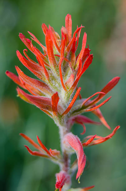 istock Indian Paintbrush Close Up Vertical 507847186