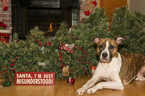 istock Dog Destroys Christmas 507847506