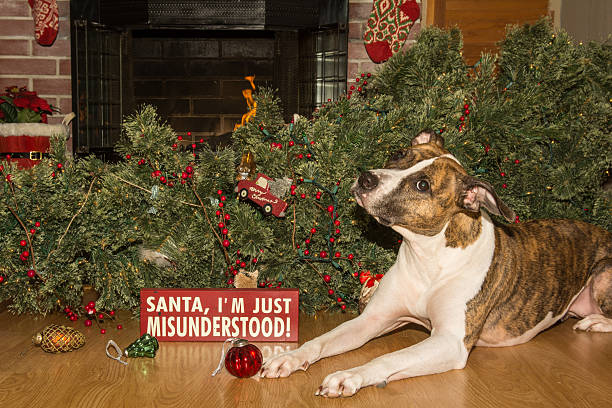 istock Dog Destroys Christmas 507848008