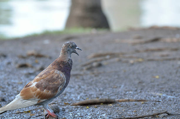 istock Pigeon in the garden 507850024