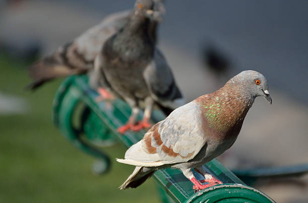istock Pigeon in the garden 507850500