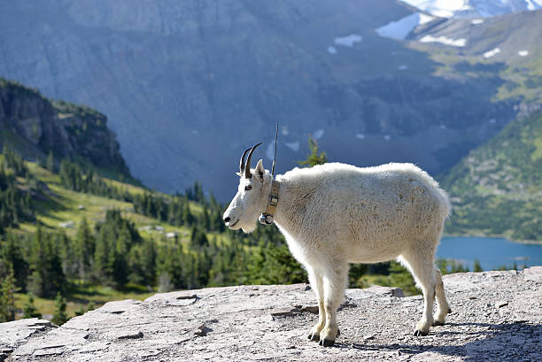 istock Adult tagged Mountain Goat 507850654