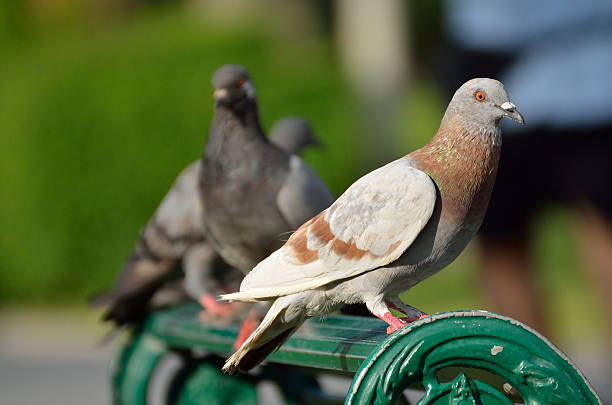 istock Pigeon in the garden 507850668
