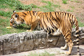 tiger-im-zoo.jpg?b=1&s=170x170&k=20&c=Qa