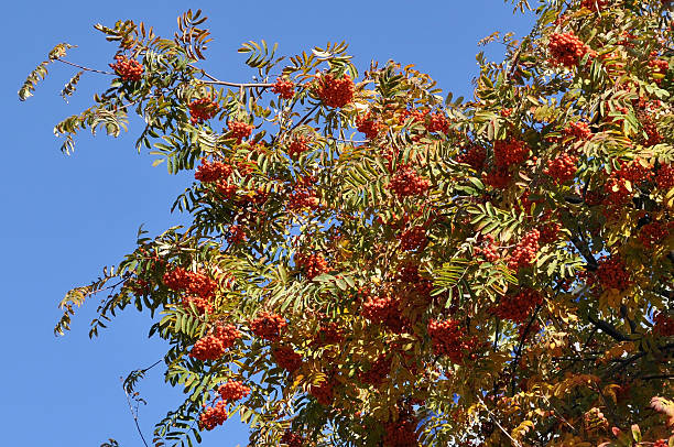 istock Fruits of mountain ash 507852945