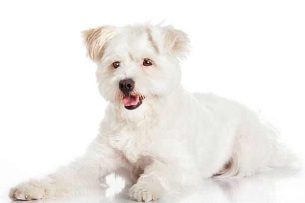 istock Beautiful Dog isolated on white background 507853077