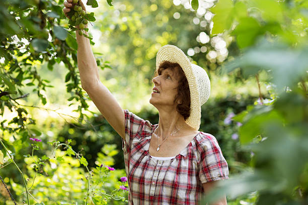 istock senior woman gardening picking fruit 507853371