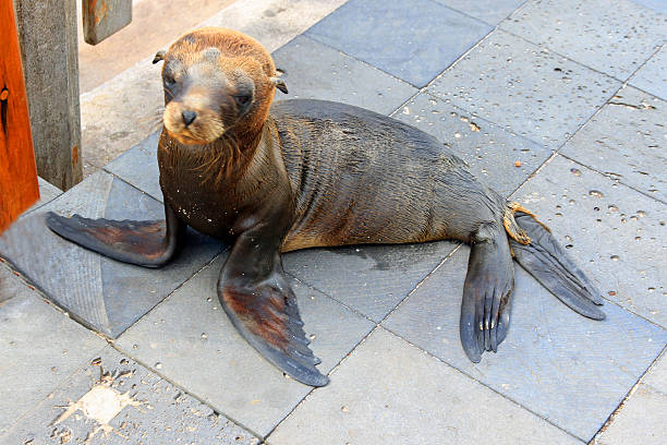 A young sea lion pup looks apprehensively at the people invading his world, on the Galapagos island of San Christobal.