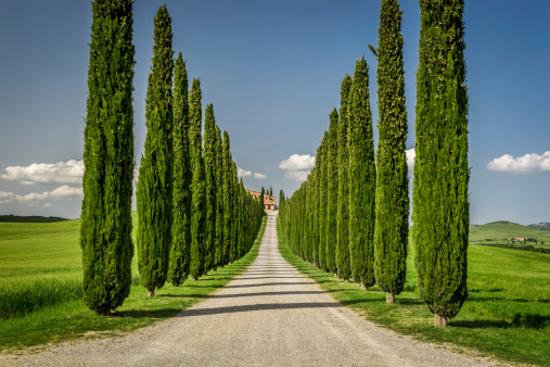 Agritourism in Tuscany with cypresses path
