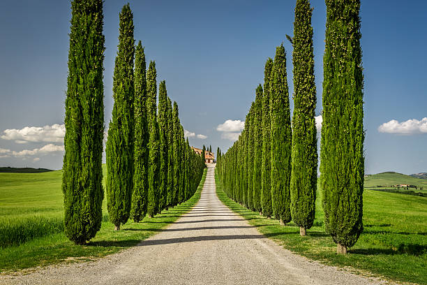 Agritourism in Tuscany with cypresses path Agritourism in Tuscany with cypresses path cypress tree stock pictures, royalty-free photos & images