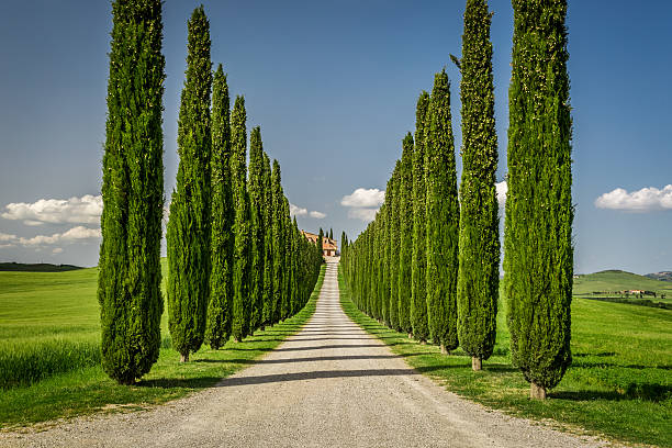 agroturystyka in toskania z cyprysowate ścieżka - pienza tuscany italy landscape zdjęcia i obrazy z banku zdjęć