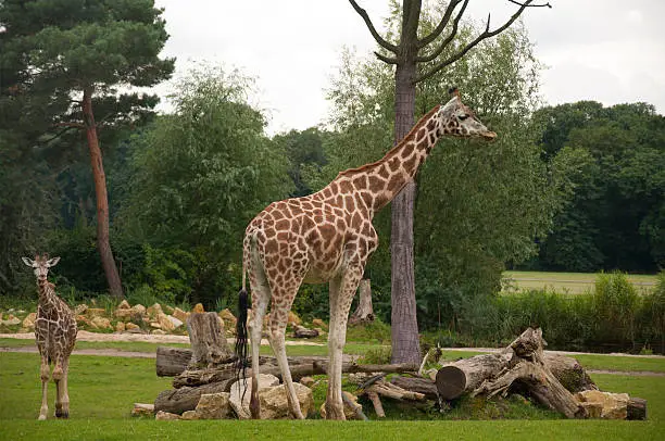 Giraffes at a Zoo