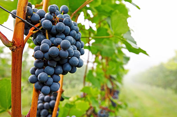 istock Grapes in the vineyard 507854171
