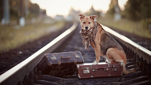 istock The red dog sits on a suitcase on rails 507854223