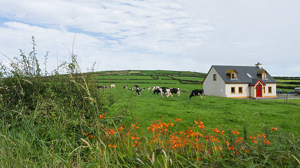 Meadow with cabin and farm animals stock photo