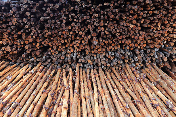 istock mangrove wood to be processed as charcoal 507854455