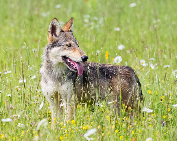 Wolves Spring Images 1,600+ Wolf Pup Images Stock Photos, Pictures & Royalty-Free Images ...