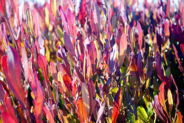istock Dodonaea Viscosa 'Purpurea' (Purple-leafed Hop-bush) or Akeake 507854477