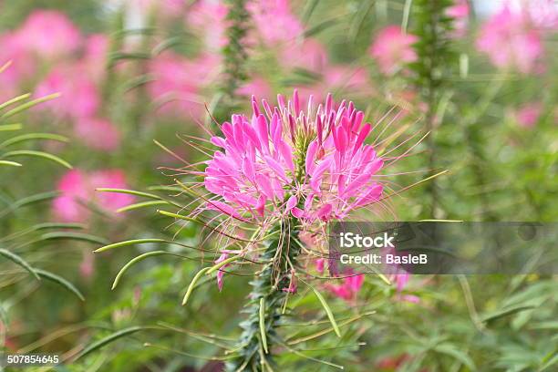 Pink Spider Flower Stockfoto und mehr Bilder von Spinnenblume - Spinnenblume, Baumblüte, Bestäubung