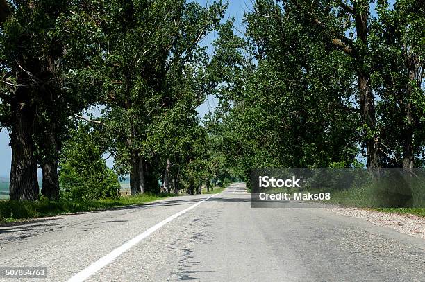 Road Through Trees Stock Photo - Download Image Now - Avenue, Day, Forest