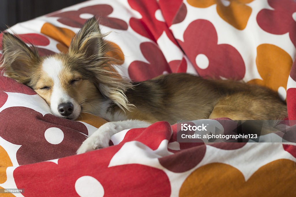 Cute dog relaxes in bean bag Tired and cute dog relaxes in a red-white bean bag. Animal Stock Photo