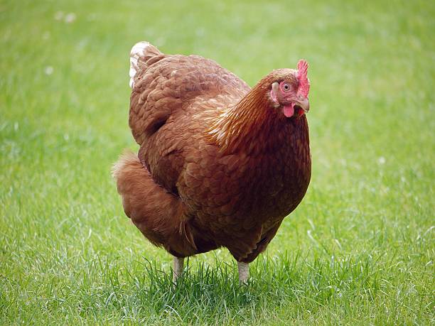istock healthy free range chicken in field 507855235
