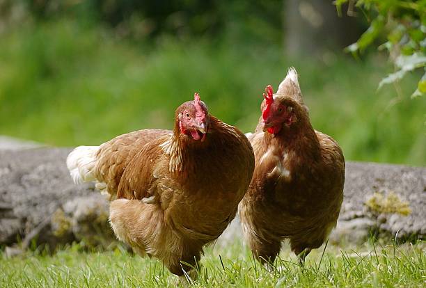 istock two healthy free range chickens in  field looking for food 507855239