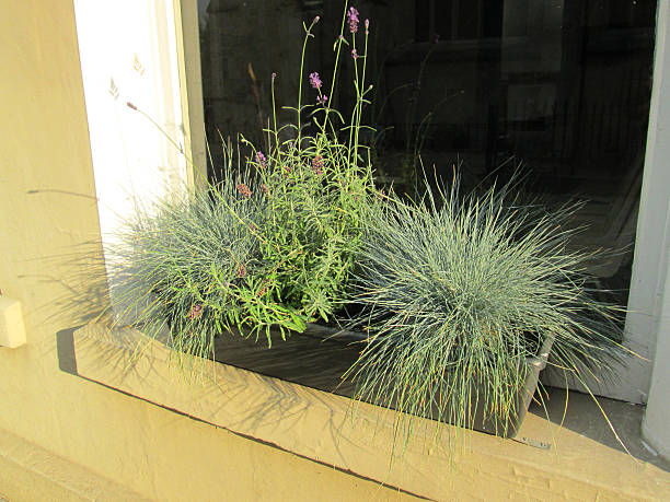 istock Image of green plastic windowbox, silver grasses (festuca) and lavender 507855469