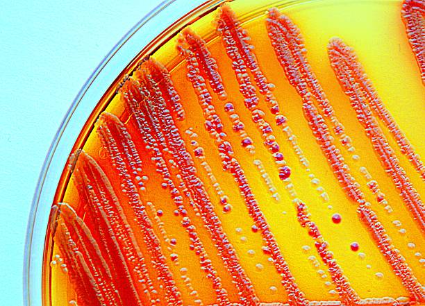 Enterobacteria Enterobacteria grown on a selective agar plate. Part of the commensal microbion. petri dish photos stock pictures, royalty-free photos & images