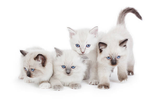 귀여운 Ragdoll kittens 스톡 사진