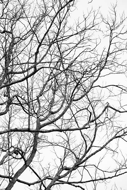 istock Branches of the background black and white 507857061