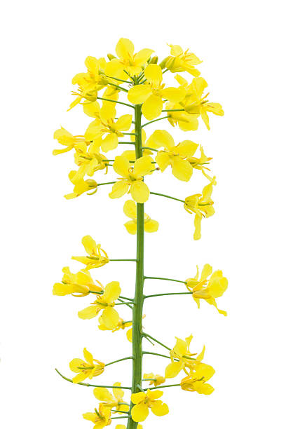 rapeseed flower stock photo