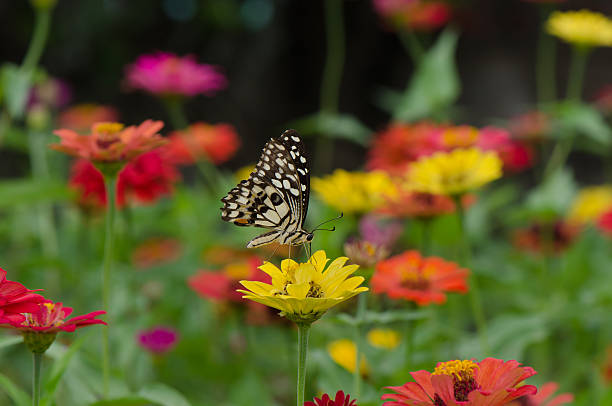 istock Lime butterfly on zinnia flower. 507857503