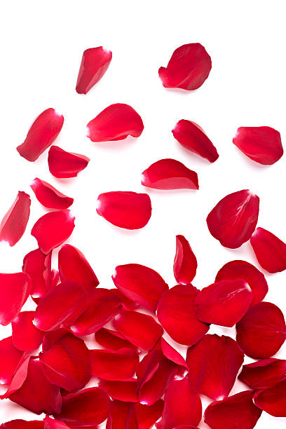 istock petals rose flower nature love 507857773