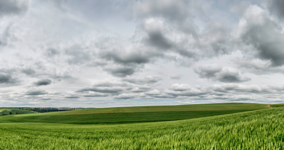 The Palouse rolling hills in the early summer on the cloudy day. Panoramic.