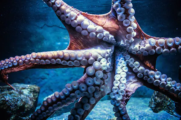 A large octopus under the water exposes his tentacle suckers to the camera.  Horizontal image.