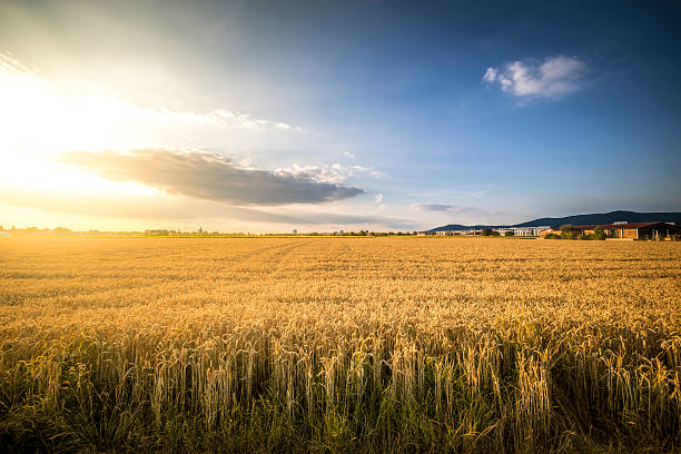 German Cornfield stock photo