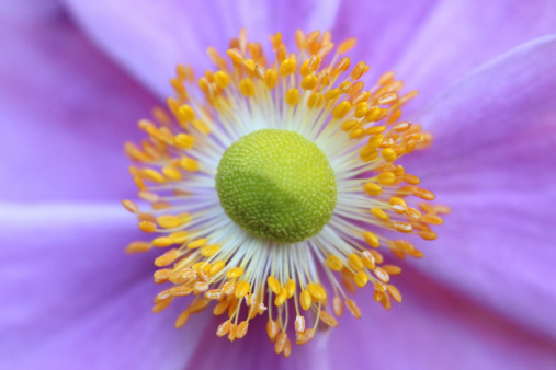 Close-up macro photo of the petals and centre of a pink Japanese anemone flower (Latin name: Anemone hybrida 'Elegans'), showing the stamen and pollen.