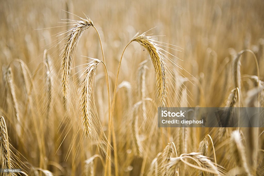 ready to harvest three ears of corn standing in the rye field in the sunlight Agricultural Field Stock Photo